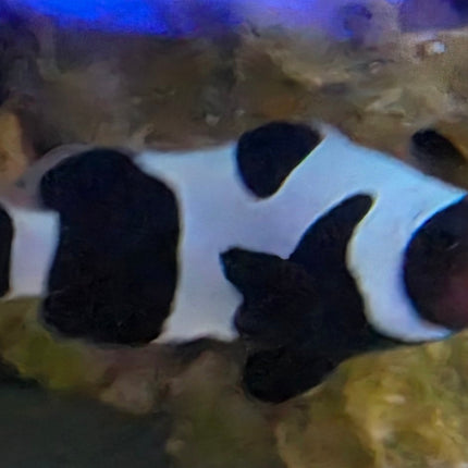 Amphiprion occelaris Black Da Vinci