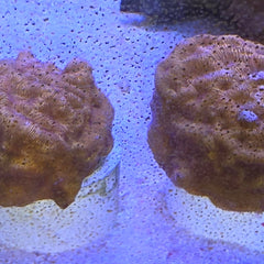 Collection image for: SPS Corals