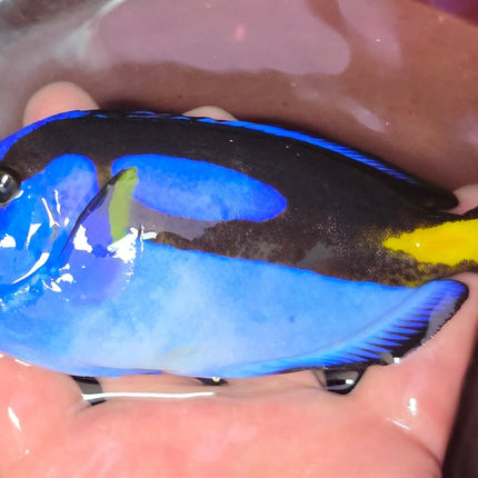 Paracanthurus hepatus - L