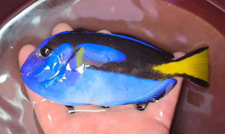 Paracanthurus hepatus - L