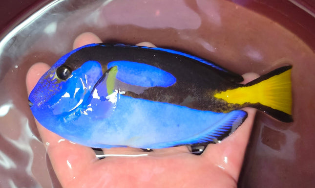 Paracanthurus hepatus - L