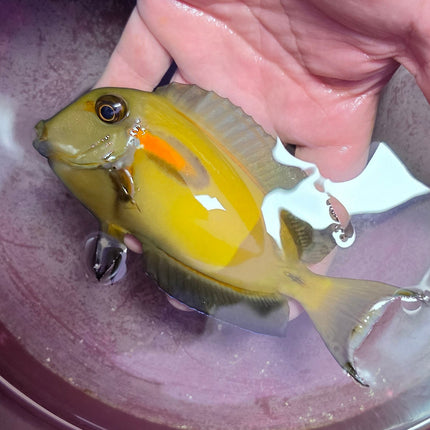 Acanthurus olivaceus L