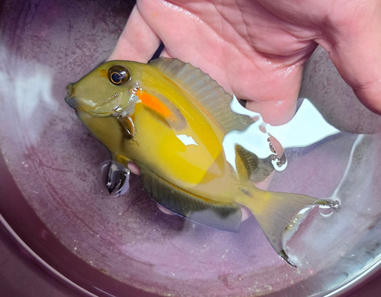 Acanthurus olivaceus L