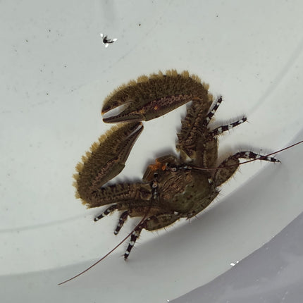 Petrolisthes sp. Purple claw porcelain crab