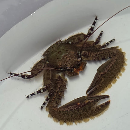 Petrolisthes sp. Purple claw porcelain crab