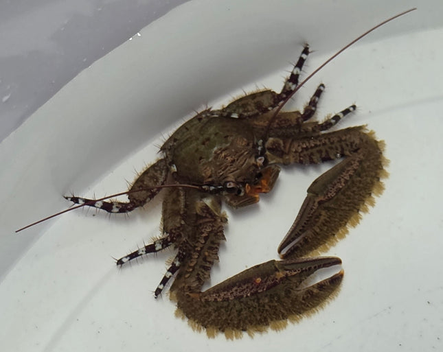 Petrolisthes sp. Purple claw porcelain crab