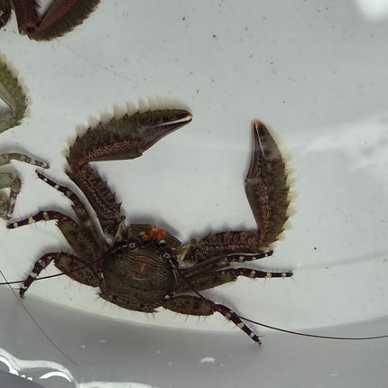 Petrolisthes sp. Purple claw porcelain crab