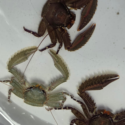 Petrolisthes sp. Purple claw porcelain crab