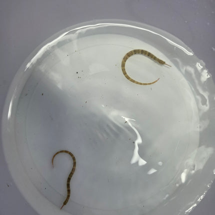 Corythoichthis hematopterus pair