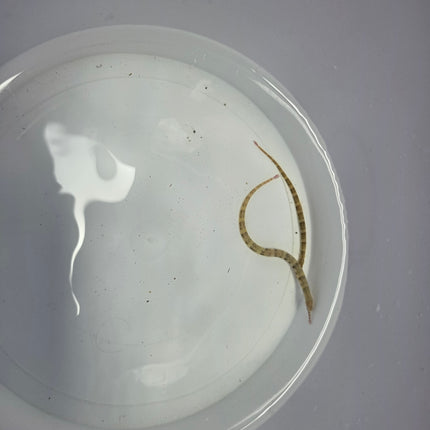 Corythoichthis hematopterus pair