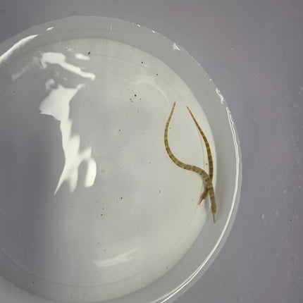 Corythoichthis hematopterus pair