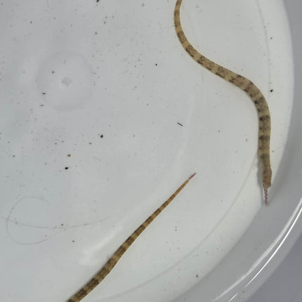 Corythoichthis hematopterus pair