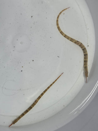 Corythoichthis hematopterus pair