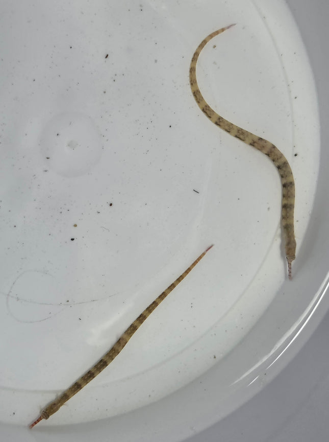Corythoichthis hematopterus pair