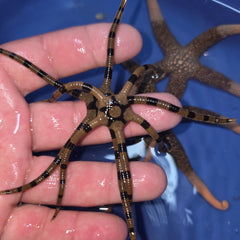 Collection image for: Invertebrates