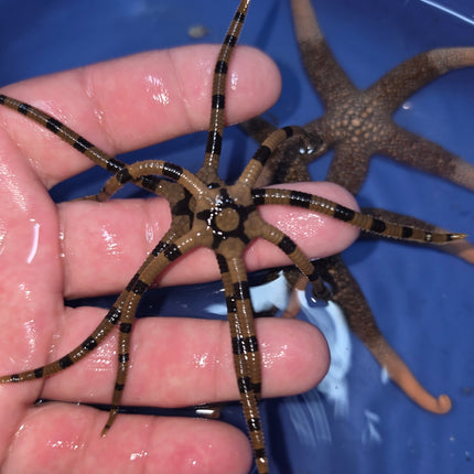 Ophiolepis superba L