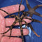 Invertebrates