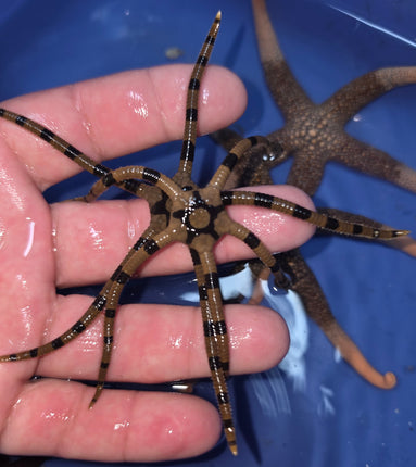 Ophiolepis superba L