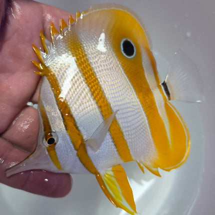 Chelomon rostratus XL
