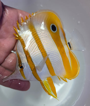 Chelomon rostratus XL