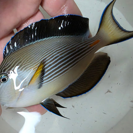 Acanthurus sohal M\L