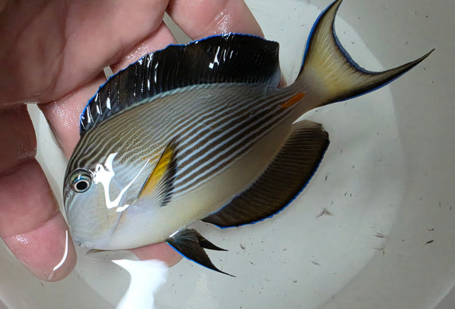 Acanthurus sohal M\L