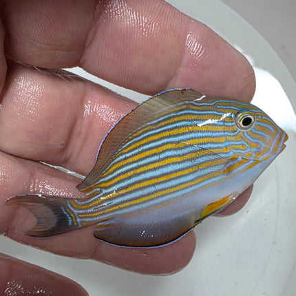 Acanthurus lineatus S\M