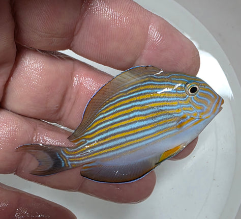 Acanthurus lineatus S\M