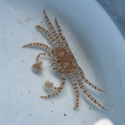 Lybia tesselata