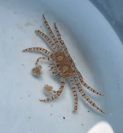 Lybia tesselata
