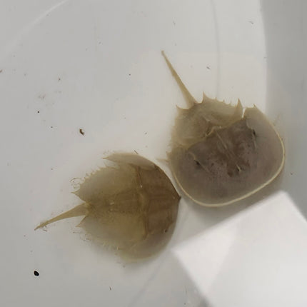 Limulus polyphemus S