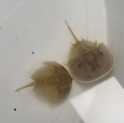 Limulus polyphemus S