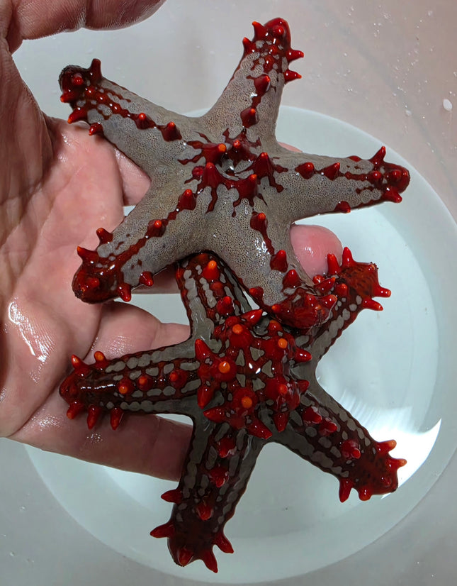 Protoreaster linckii L