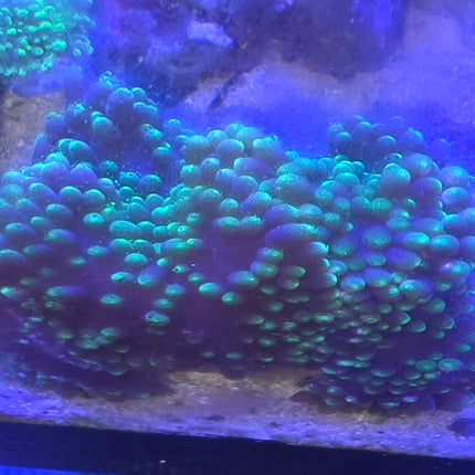 Heteractis aurora  electric green m\L