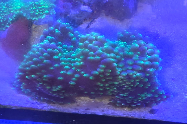 Heteractis aurora  electric green m\L