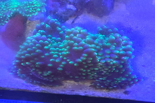 Heteractis aurora  electric green m\L