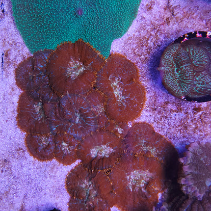 Rhodactis Red Fire