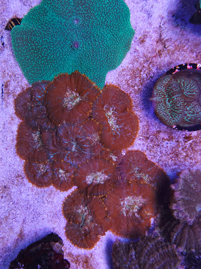Rhodactis Red Fire