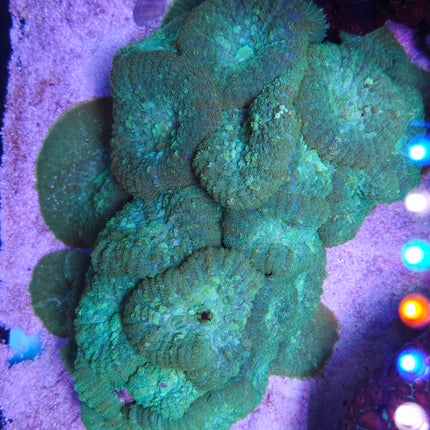 Rhodactis Giant Geen