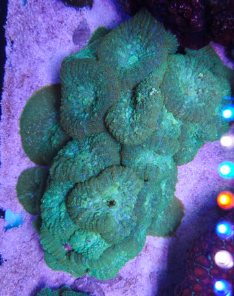 Rhodactis Giant Geen