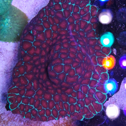 Favites red green