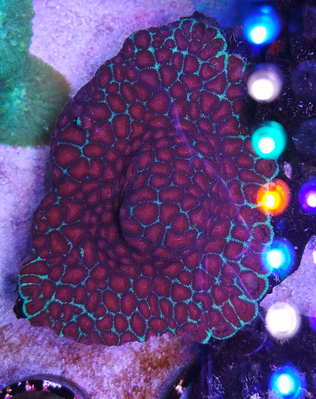 Favites red green