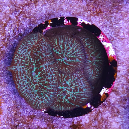 Rhodactis red- green maze