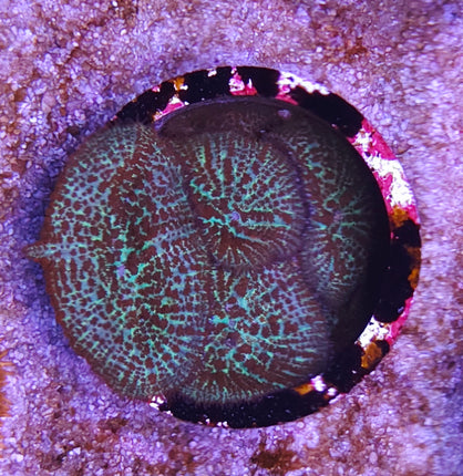Rhodactis red- green maze
