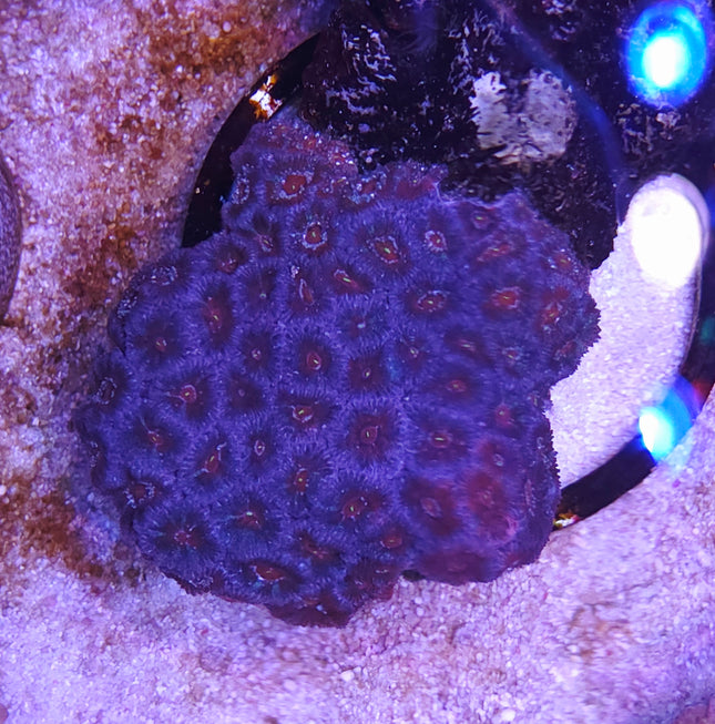 Micromusa purple heart