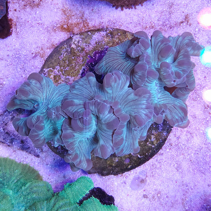 Nemenzophyllia turbida XXL
