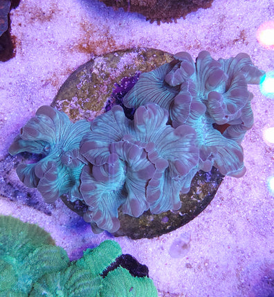Nemenzophyllia turbida XXL
