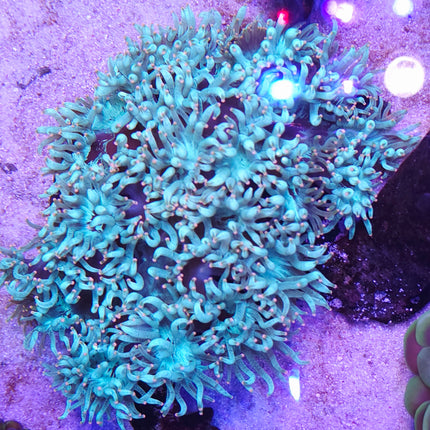 Catalaphyllia jardinei XL