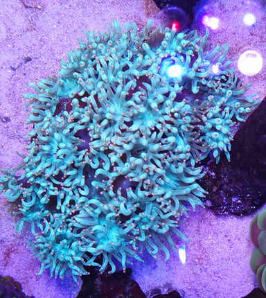 Catalaphyllia jardinei XL