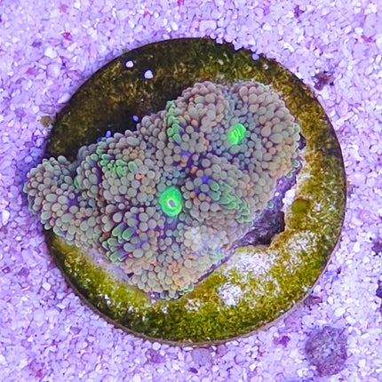 Ricordea florida Orange pink green center